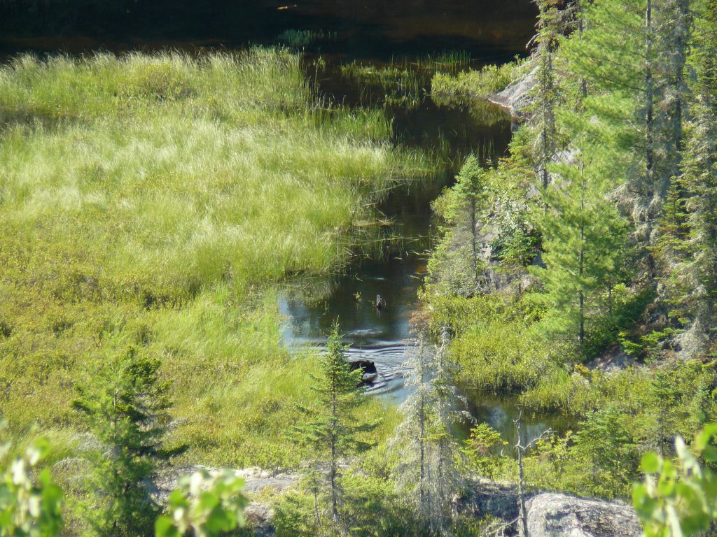 Parc National Mauricie Ours