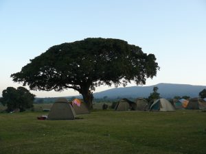 Caming Ngorongo