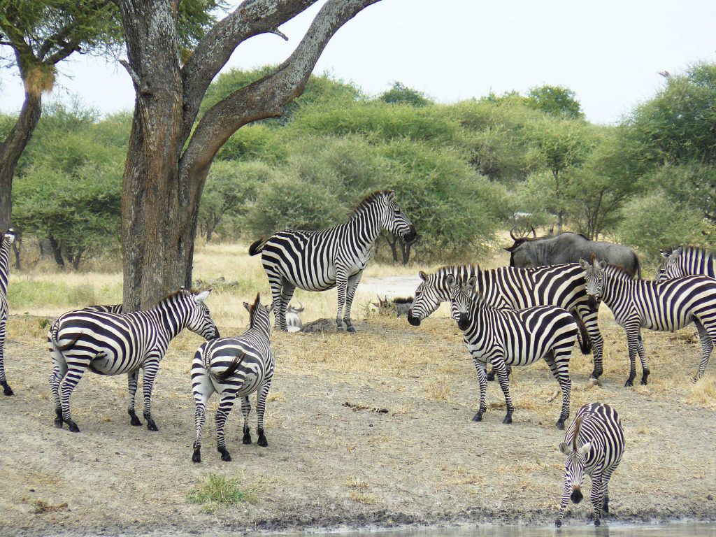 Parc Tarangire