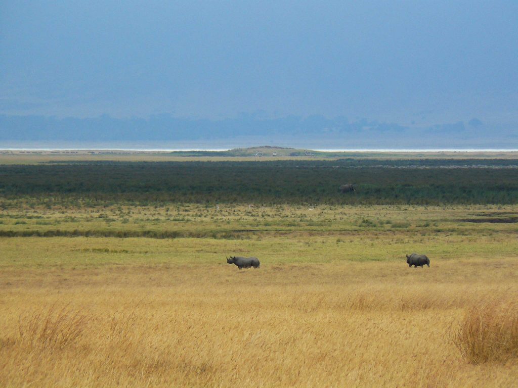 Cratère Ngorongo Rhinoceros