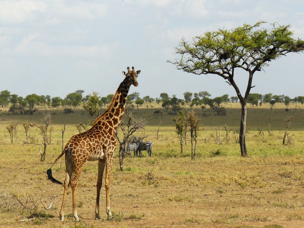 Parc Serengeti