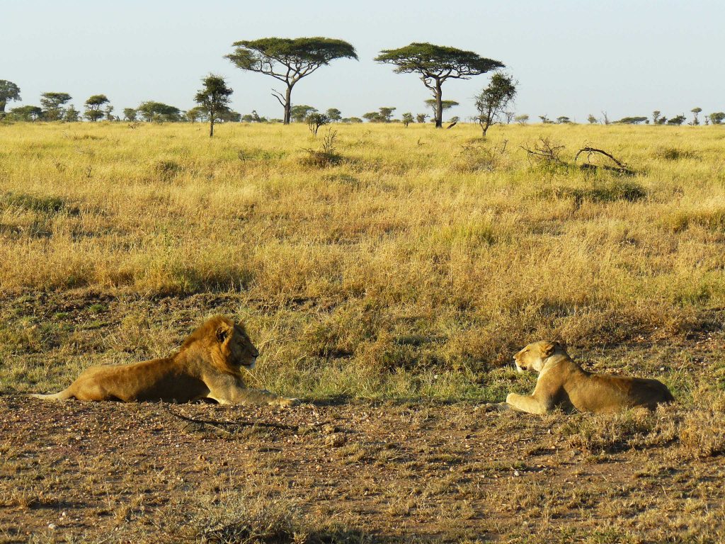 Parc Serengeti