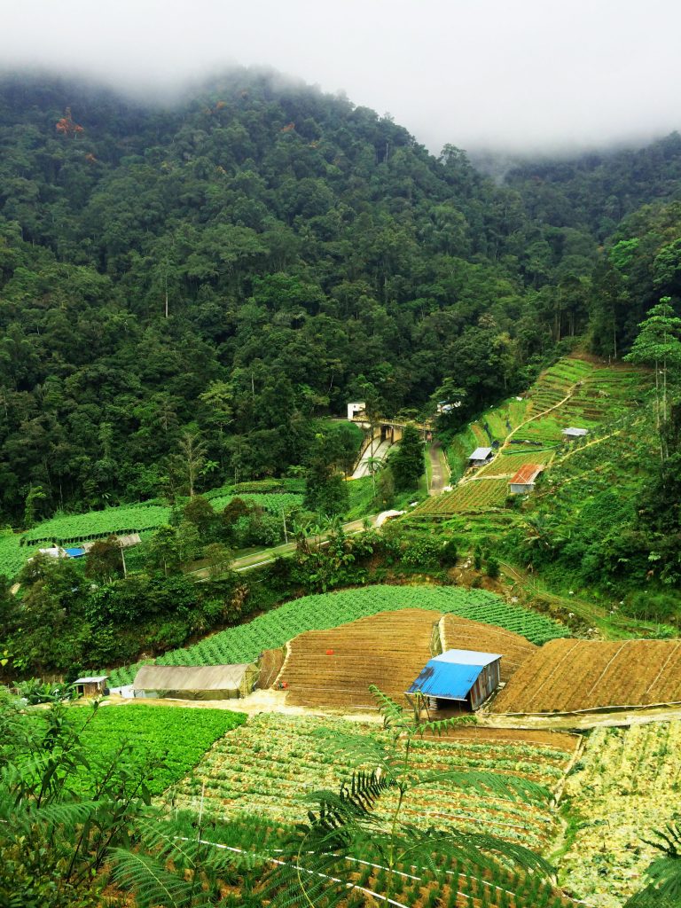 cameron-highlands-paysage