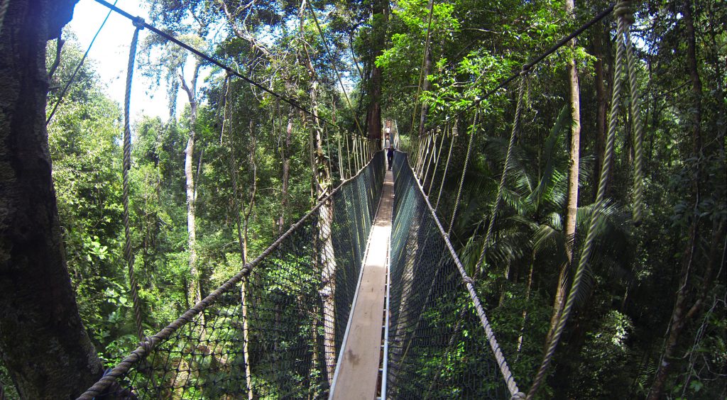 canopy-walk-taman-negara