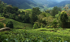 Malaisie : Visite des Cameron Highlands, les plantations de thé