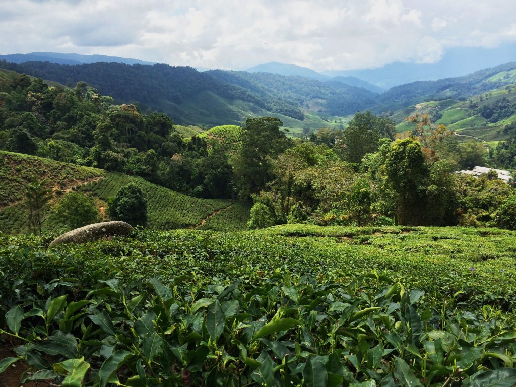 Cameron-highlands