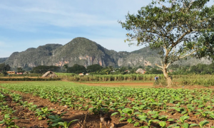 Visite de la vallée de Viñales, que voir et que faire ?