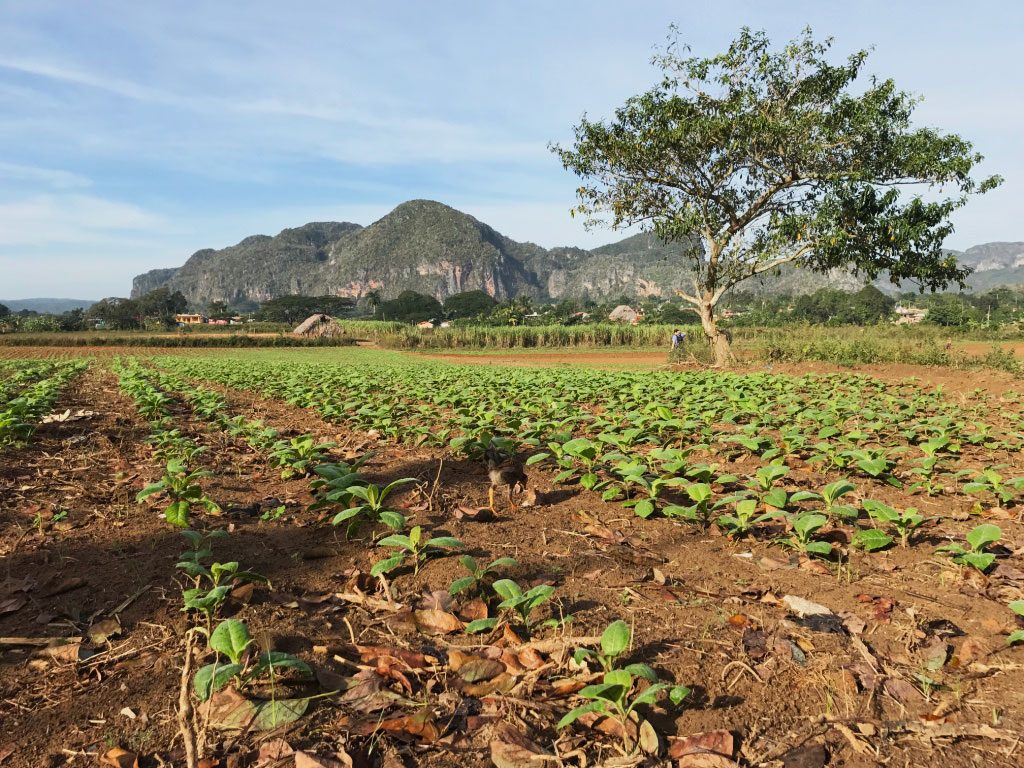 Vinales plantation de tabac