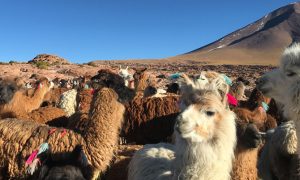 Visiter le Pérou et la Bolivie en 3 semaines