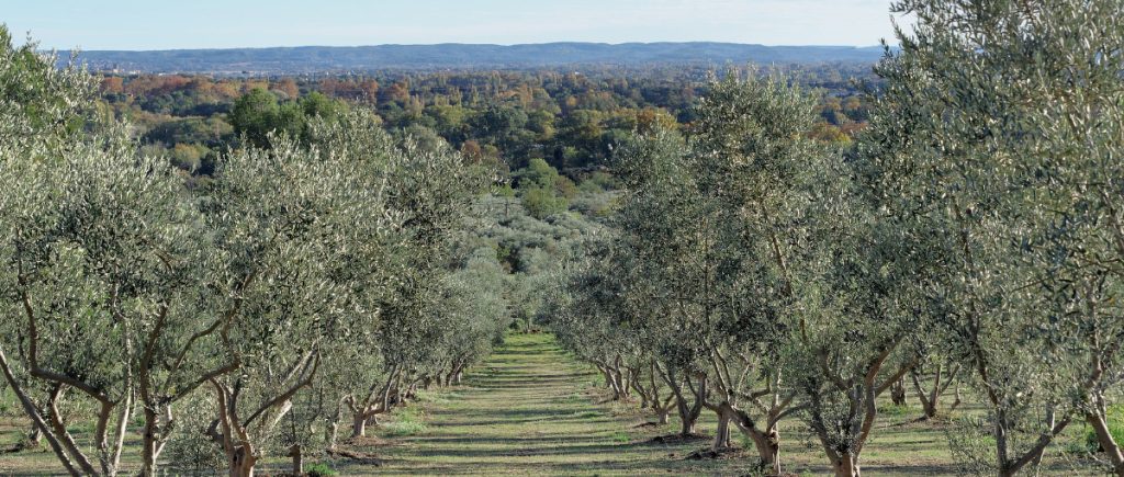 Les Alpilles