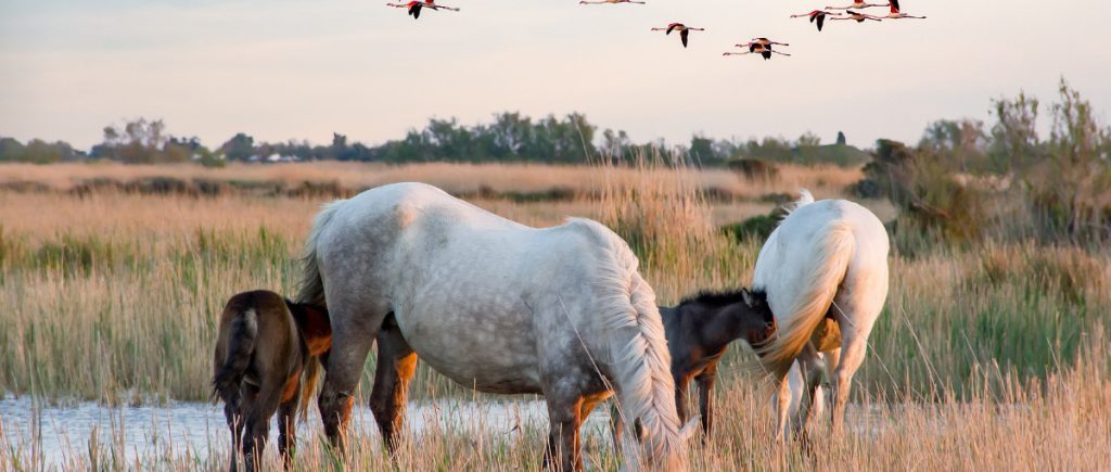 Camargue