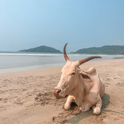 goa-vache-plage