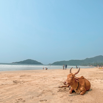 palolem-plage-vache