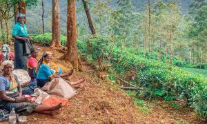 Découverte du Sri Lanka en 2 semaines